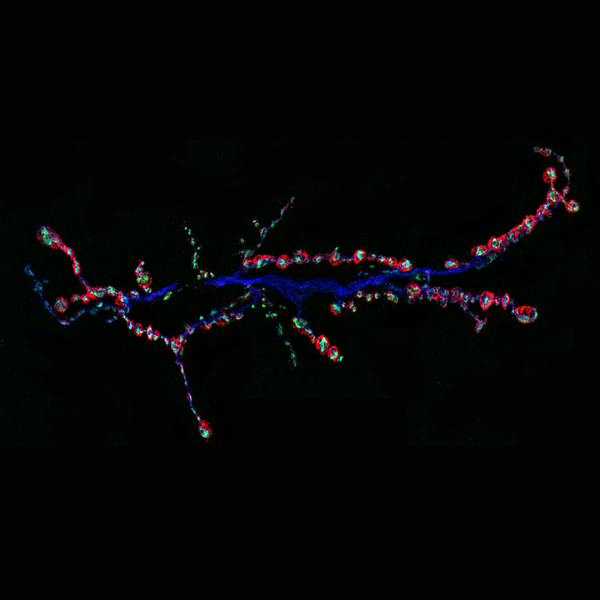 Immunofluorescent image of a Drosophila neuromuscular junction (NMJ) labeled with DSHB antibody 3C11 (anti SYNORF1) against Synapsin (green). PMID: 31180325, Fig. 3A.